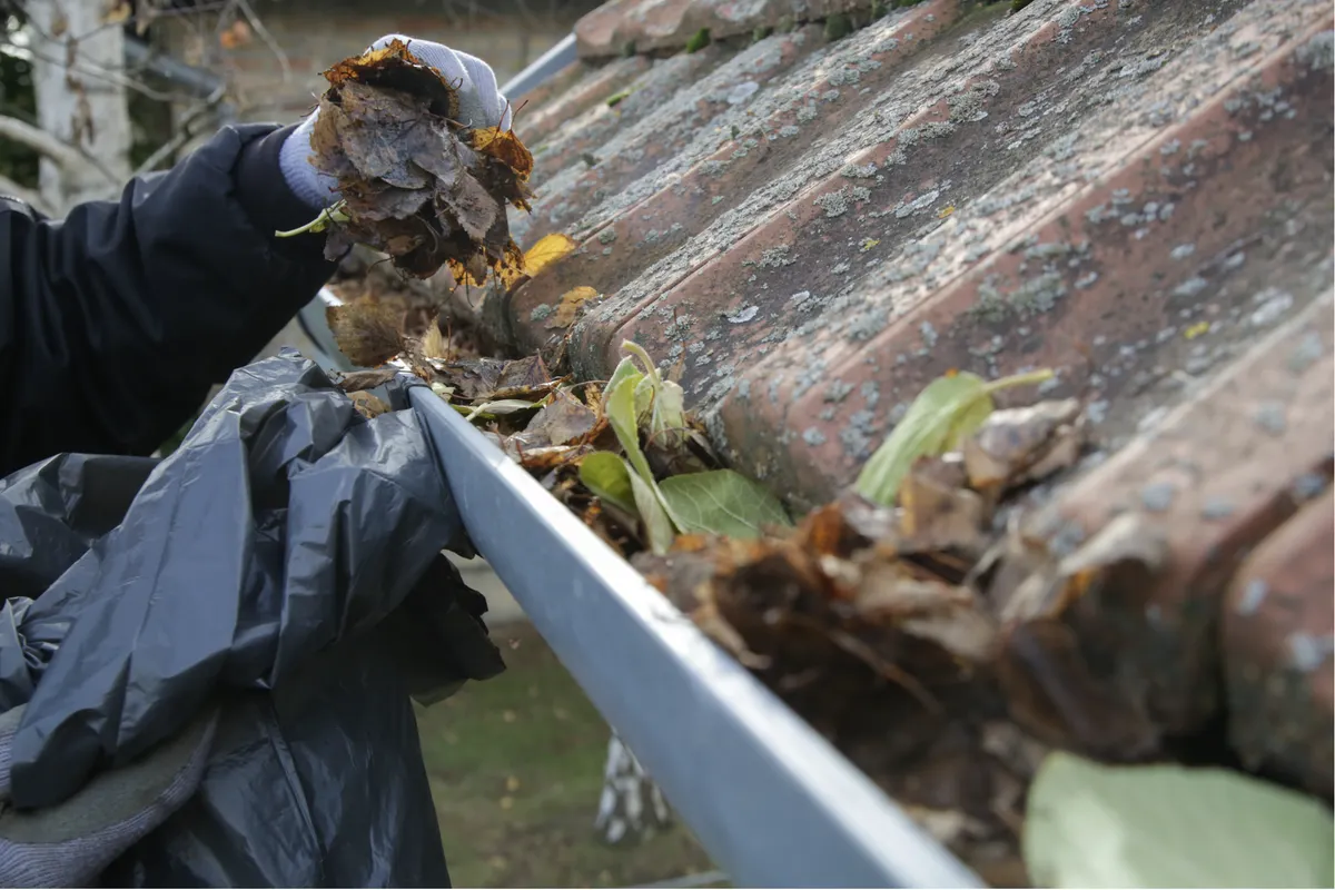 Close-up of live oak catkin debris being cleared from a gutter system